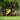 Cub Cadet XT2 lawn tractor at Greenstripe UK