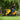 Cub Cadet XT2 lawn tractor at Greenstripe UK