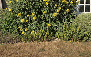How to Keep Your Garden Thriving in Dry Weather