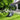 Hayter Hawk 43 AD 60V Kit Cordless Rear-Roller Lawnmower kit